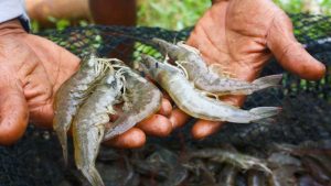 Indonesiske myndigheder har iværksat omfattende oprydning, efter at der blev fundet spor af det radioaktive stof cæsium-137 i eksportrejer sendt til USA. foto: Bahari Makmur Sejati