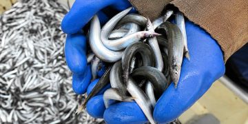 De danske fiskemels- og fiskeolieproducenter mærker nu for alvor det økonomiske spændingsfelt i Nordøstatlanten. Nye tal fra formandsberetningen i Marine Ingredients Denmark (MID) afslører, at industrien i 2025 måtte punge ud med hele 1,46 milliarder kroner for råvarerne – en stigning på 20 procent. foto: FiskerForum.dk Ai