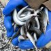 De danske fiskemels- og fiskeolieproducenter mærker nu for alvor det økonomiske spændingsfelt i Nordøstatlanten. Nye tal fra formandsberetningen i Marine Ingredients Denmark (MID) afslører, at industrien i 2025 måtte punge ud med hele 1,46 milliarder kroner for råvarerne – en stigning på 20 procent. foto: FiskerForum.dk Ai