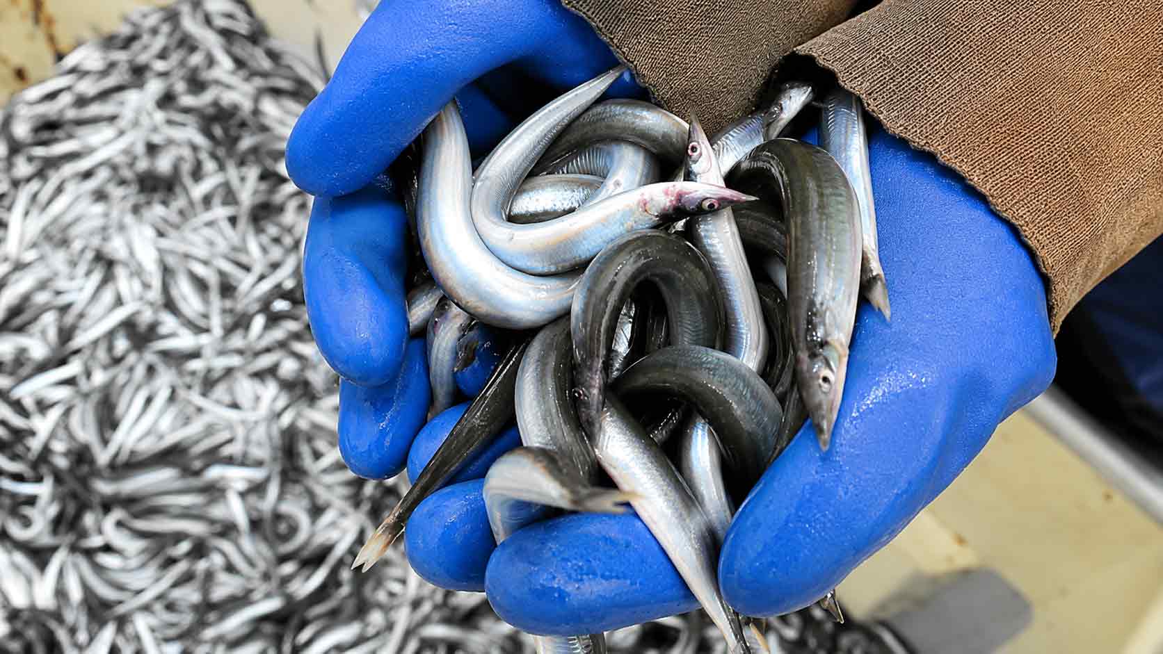 Read more about the article Råvarepriserne eksploderer: Danske fiskemelsfabrikker betaler kassen for industrifisk