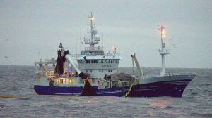 Færøerne: Den arktiske stimefisk lodde landes flittigt på Færøerne