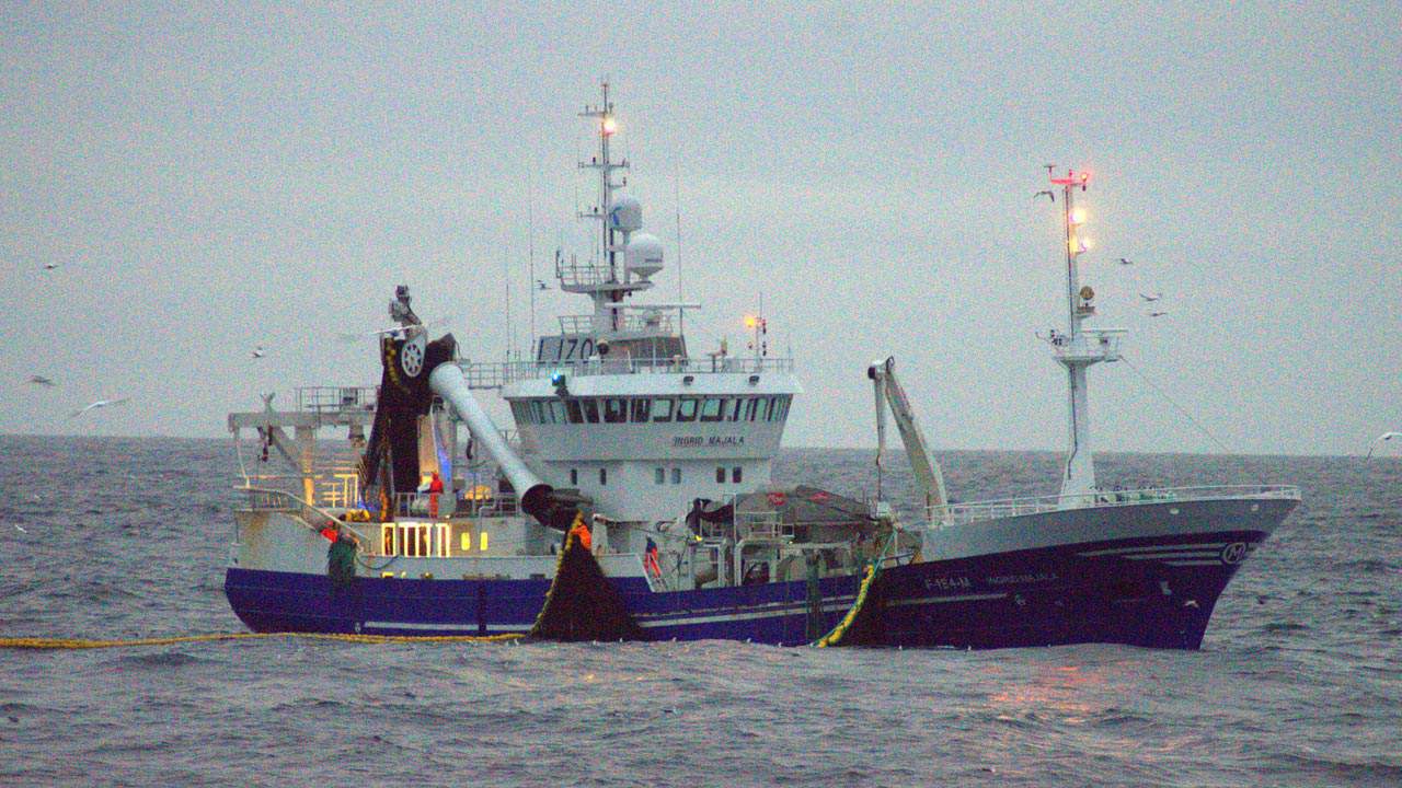 Read more about the article Færøerne: Den arktiske stimefisk lodde landes flittigt på Færøerne