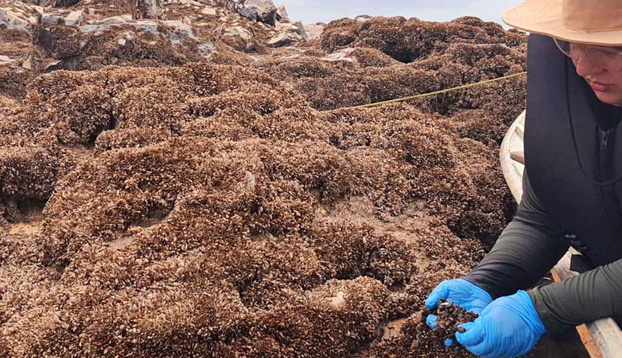 Den såkaldte gyldne musling er en invasiv art, der i årtier har skabt omfattende problemer i floder og søer på kontinentet. Nu har den nået Amazonas-regionen, hvor den truer nogle af verdens mest artsrige økosystemer. foto: Science.org