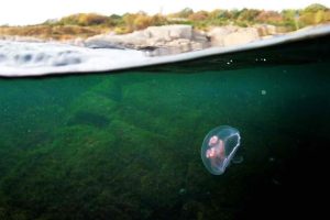 Isla Bonita - Bornholm - DTU Aqua