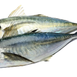 jack-mackerel - arkivfoto