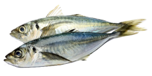 jack-mackerel - arkivfoto
