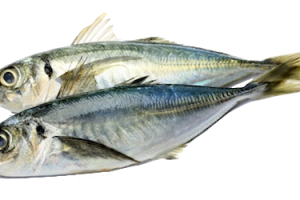 jack-mackerel - arkivfoto