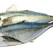jack-mackerel - arkivfoto