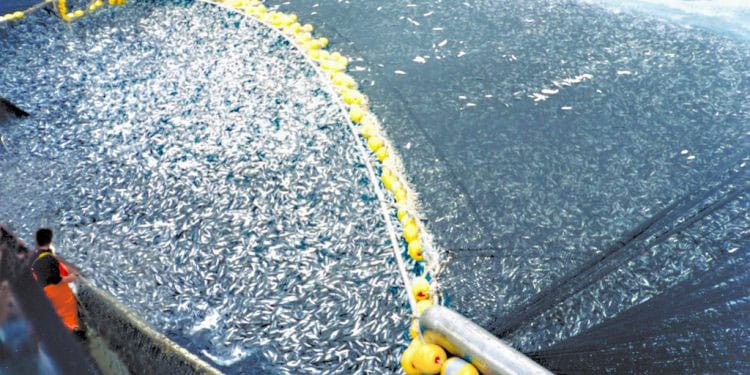Read more about the article Tabet af MSC-certificeringen for nordøstlige Atlanterhavsfisk – koster nu dyrt