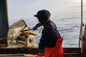 Forskning fra det norske Havforskningsinstitut har afsløret, at torsken omkring Jan Mayen muligvis kan være en selvstændig bestand. Dette har været et mysterium siden 2018, da forskerne først begyndte at fange torsk i farvandet omkring den vulkanske ø. foto: Hi.no