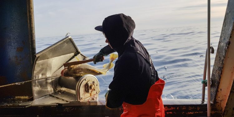 Forskning fra det norske Havforskningsinstitut har afsløret, at torsken omkring Jan Mayen muligvis kan være en selvstændig bestand. Dette har været et mysterium siden 2018, da forskerne først begyndte at fange torsk i farvandet omkring den vulkanske ø. foto: Hi.no