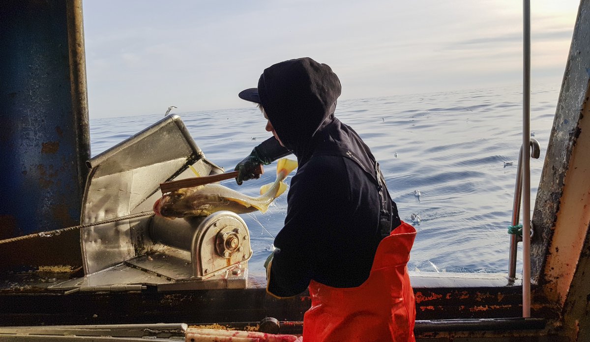 Read more about the article Er torsken omkring Jan Mayen  en selvstændig bestand?