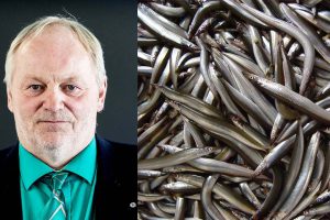 Danske biologer halverer kvoten, mens de norske mangedobler deres