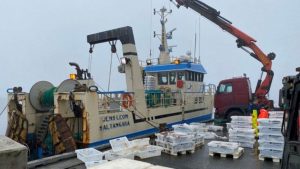 Blandt andet har den færøske trawler Jens Leon, på knapt 22 meter, i sidste uge landet en last på 370 kasser til Scrabster i det nordlige Skotland, som de har fisket ud for færøerne. foto: FS Fiskur.fo