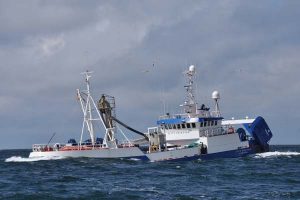 Industrifiskeriet er inde i en god stime.  foto: Esbjerg trawleren E 727 Jette Kristine landede torsdag 850 tons tobis ved TripleNine i Thyborøn - RsC