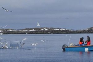 Årets grønlandske stenbiderkvote er fastlagt til 1300 tons. Foto: grønlandske fiskere på jagt efter stenbiderrogn - Naalakkersuisut