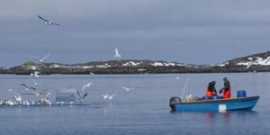 Grønland: Diskussion om prissætningen på stenbiderrogn forhaler sæsonen. foto: Naalakkersuisut
