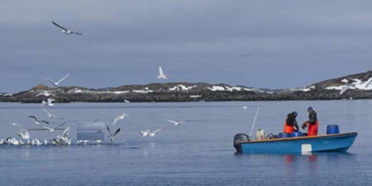 Årets grønlandske stenbiderkvote er fastlagt til 1300 tons. Foto: grønlandske fiskere på jagt efter stenbiderrogn - Naalakkersuisut
