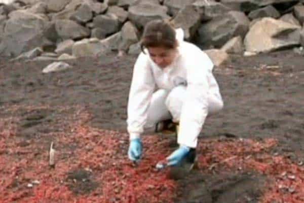 Read more about the article Tusindevis af døde skaldyr skyllet op på Chilensk strand
