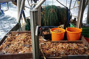 Læsø Fiskeindustri stopper modtagelsen af hummer fra idag.  Foto: netop nu fanges der store mængder jomfruhummer.  CSH