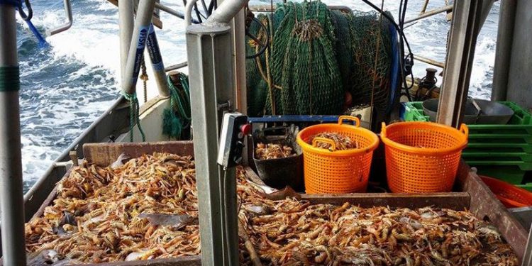Læsø Fiskeindustri stopper modtagelsen af hummer fra idag.  Foto: netop nu fanges der store mængder jomfruhummer.  CSH