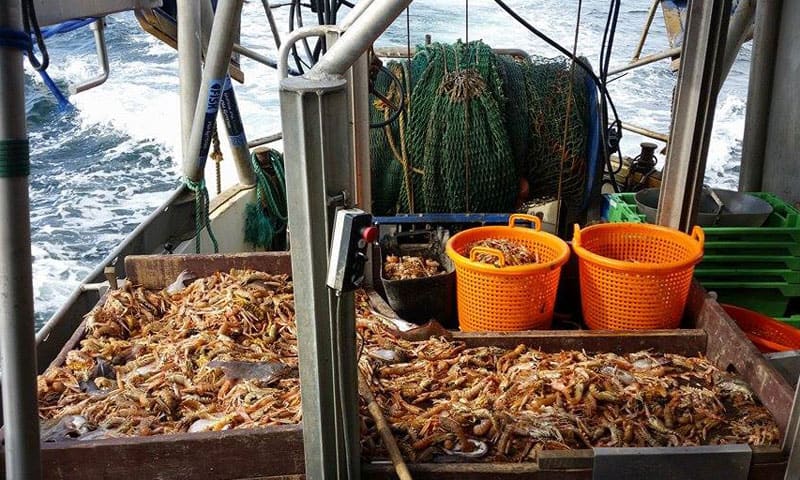 Read more about the article Læsø Fiskeindustri stopper modtagelsen af hummer fra idag