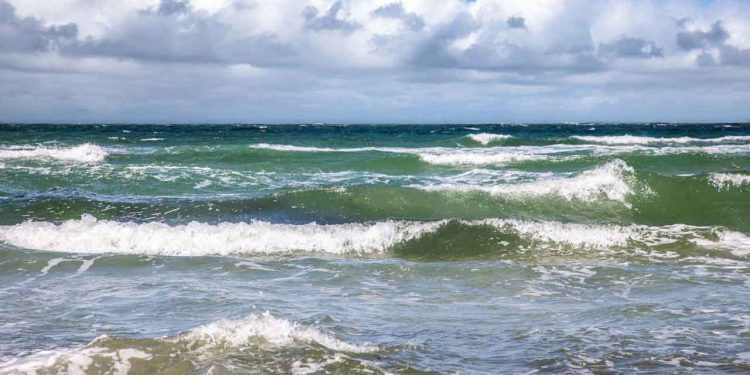 WWF vil genoprette Sejerøbugten med stenrev, ålegræs og udsætning af torsk, men uden en reel indsats mod spildevand, kemikalier, rovdyr og fugle samt klimaforandringer, risikerer naturprojekterne at drukne i den menneskeskabt forurening. foto: Jonas Lysholdt Ejderskov WWF