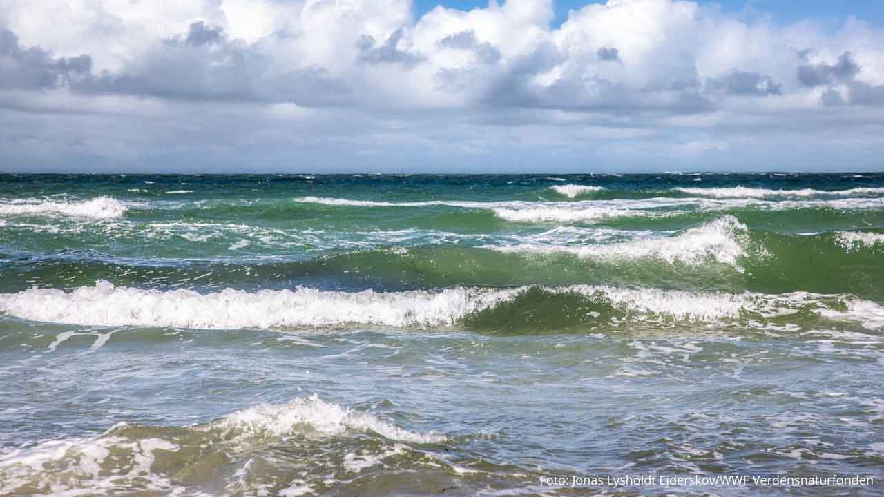 Read more about the article Stenrev alene redder ikke havet – forureningsbomben under overfladen vokser