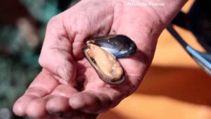 »Det er Limfjordens guld,« siger Kjeld Møller, mens han sorterer muslinger ombord på sit fartøj »Sandra«. snapshot jp.dk