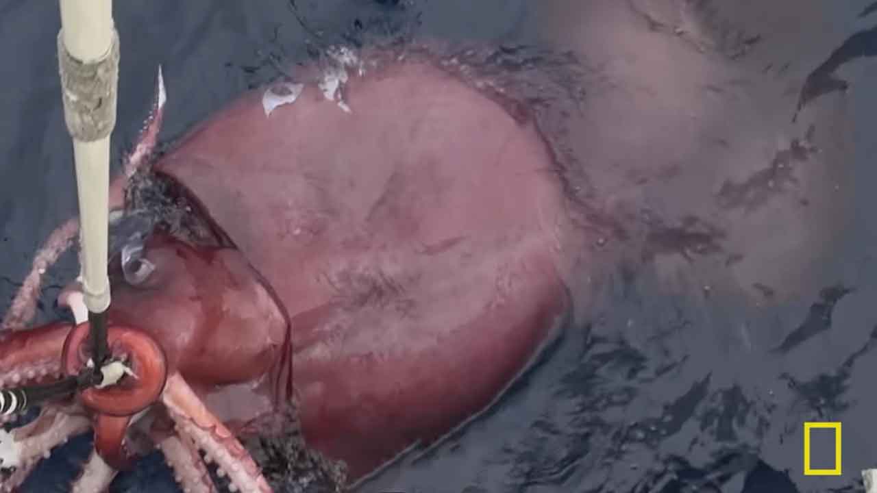 Read more about the article Kig med under overfladen og se noget du ikke ser hver dag!