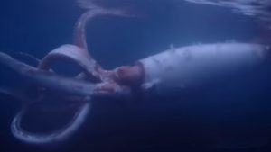 Video: Sjælden kæmpeblæksprutte filmet ud for Japans kyst foto: screenshot youtube