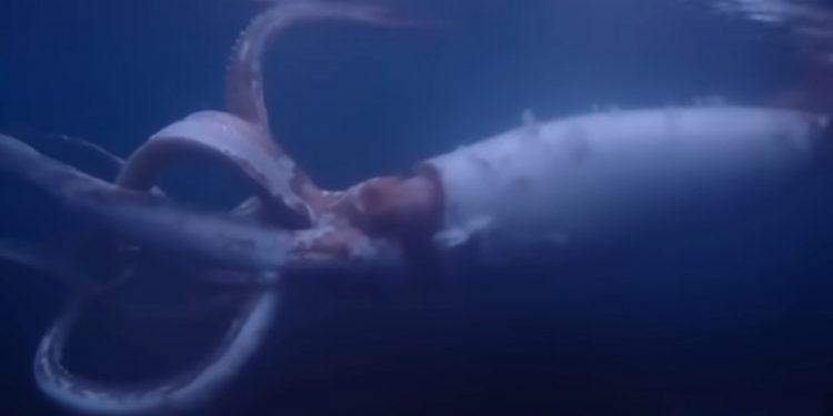 Video: Sjælden kæmpeblæksprutte filmet ud for Japans kyst foto: screenshot youtube