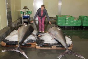 Afregning tilbageholdes efter formodning om ulovligt tunfiskeri  Foto: Tommy ved de to kæmpetun der torsdag morgen kom under hammeren ved Hirtshals Fiskeauktion