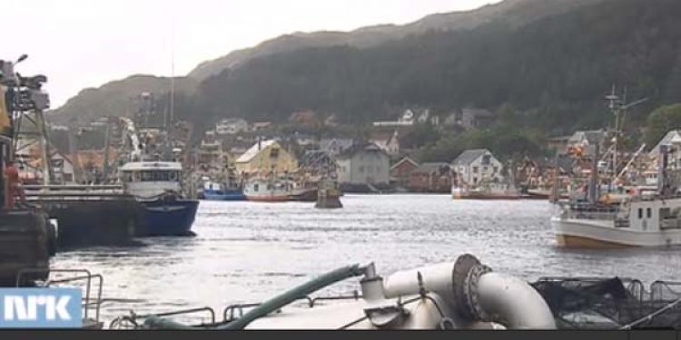 Norsk makrelfiskeri det bedste i mange år.  Foto:  Kalvaag - Nrk