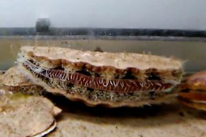Sensationelt fund på bunden af Øresund  Foto:Den 15 centimeter store musling af arten »Pecten maximus« Fotograf: Kasper Nyberg
