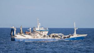 I Norge landede trawleren Katrin Jóhanna i sidste uge en last på 1.750 tons blåhvilling i Vedde i Norge, som de har fisket ud for Færøerne. foto: FS Fiskur.fo