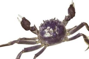 Invasiv kinesisk krabbe fundet i fynsk fjord - Foto: Kinesisk Uldhåndskrabbe