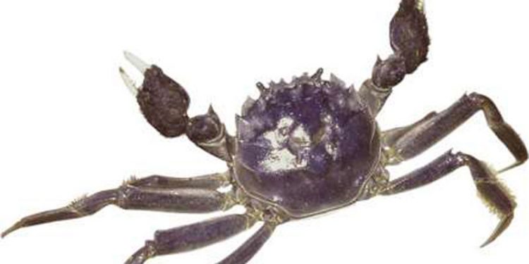 Invasiv kinesisk krabbe fundet i fynsk fjord - Foto: Kinesisk Uldhåndskrabbe