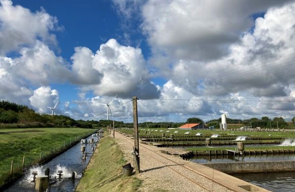 Dansk Akvakultur vil beregne klimaaftryk fra fiskeopdræt. foto: Lisbeth Jess Plesner