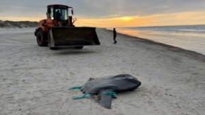 Usædvanligt kæmpe-fund på stranden ved Saltum. foto: Nordsøen Oceanarium