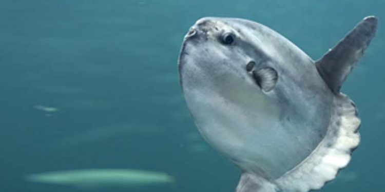 Hold påskeferien på Nordsøen.   foto: Nordsøen Oceanarium