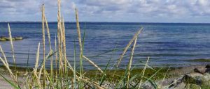 Et nyt projekt i Køge Bugt skal give kommunerne en stærkere stemme og sætte naturens tilstand før nye aktiviteter. Men for erhvervsfiskeriet i bugten vækker den nye »natur-først«-tilgang både håb om bedre bestande og frygt for yderligere restriktioner i et i forvejen presset farvand. foto: Køge Kommune