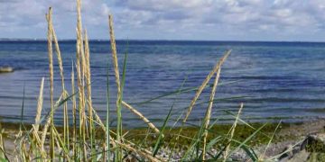 Et nyt projekt i Køge Bugt skal give kommunerne en stærkere stemme og sætte naturens tilstand før nye aktiviteter. Men for erhvervsfiskeriet i bugten vækker den nye »natur-først«-tilgang både håb om bedre bestande og frygt for yderligere restriktioner i et i forvejen presset farvand. foto: Køge Kommune