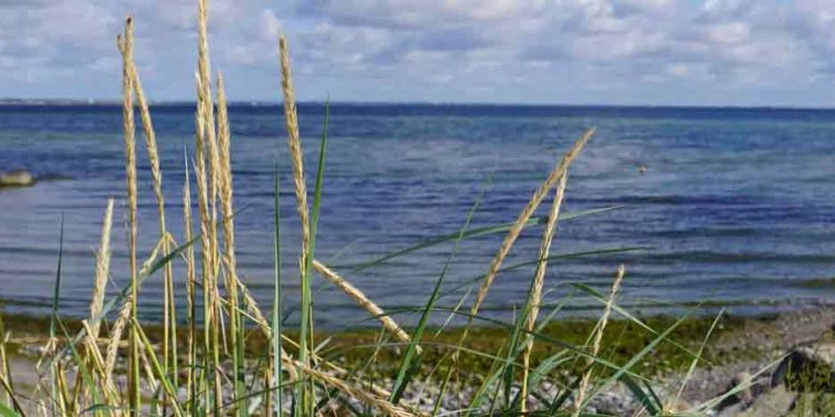 Et nyt projekt i Køge Bugt skal give kommunerne en stærkere stemme og sætte naturens tilstand før nye aktiviteter. Men for erhvervsfiskeriet i bugten vækker den nye »natur-først«-tilgang både håb om bedre bestande og frygt for yderligere restriktioner i et i forvejen presset farvand. foto: Køge Kommune