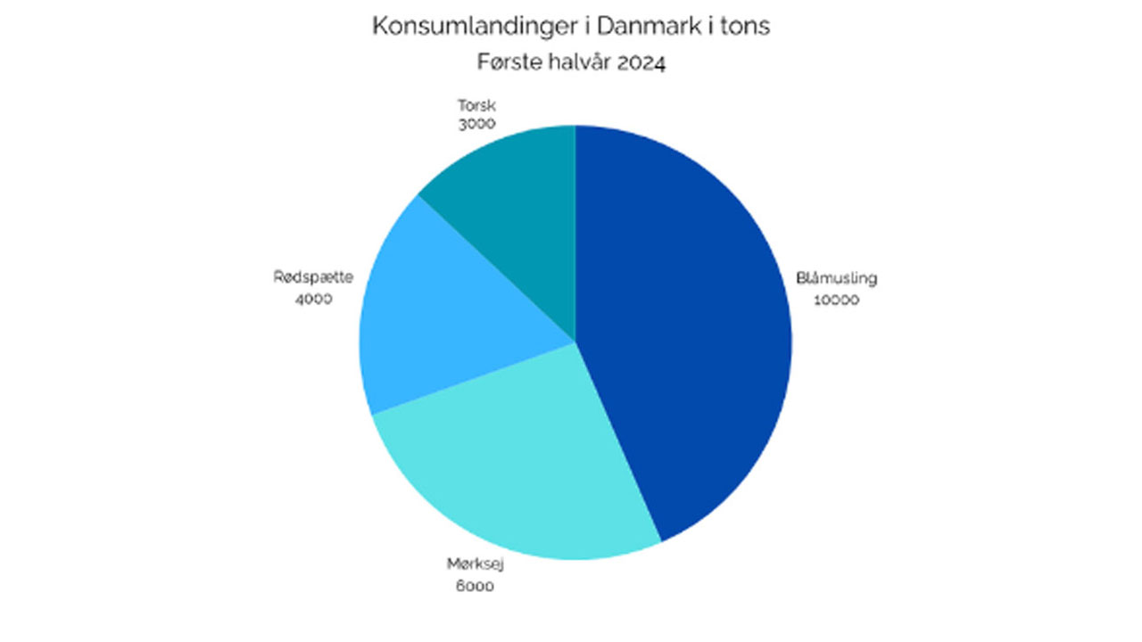 Read more about the article Flest blåmuslinger fanget til konsum i første halvår af 2024