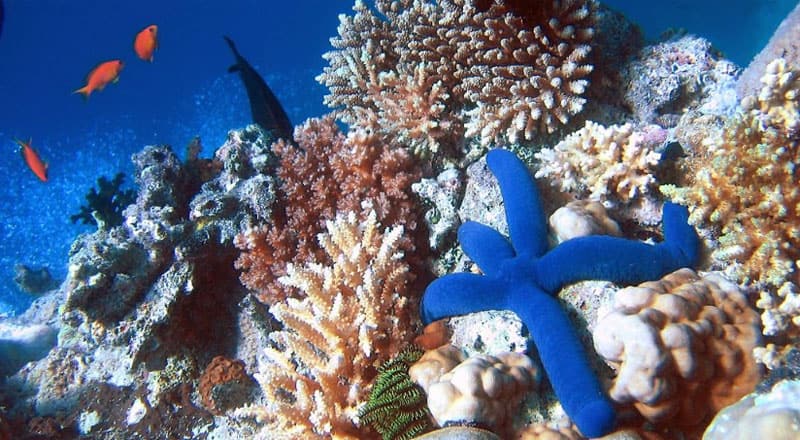 Read more about the article Korallerne dør i globalt opvarmet hav
