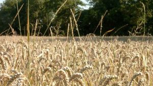 Danmark er et landbrugsland. Det har vi været siden Bronzealderen. Hvorfor lave om på det? Klimaet er blandt de bedste for landbrugsproduktion i verden. Det er sjældent for varmt, for koldt, for tørt eller for vådt. Vi har de dygtigste landbrugs-familier i verden. *De, som har evnen, har også forpligtelsen.* foto: wikipedia