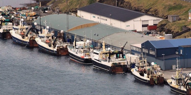 Kuller forarbejdes på Kósin Seafood i Klaksvík foto: Kosin Seafood