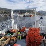 Forskerne på det norske Havforskningsinstitut behøvede ikke sejle langt for at undersøge lokale bestande af krabber og jomfruhummere ved Vestlandet. - Hi.no