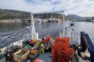 Forskerne på det norske Havforskningsinstitut behøvede ikke sejle langt for at undersøge lokale bestande af krabber og jomfruhummere ved Vestlandet. - Hi.no